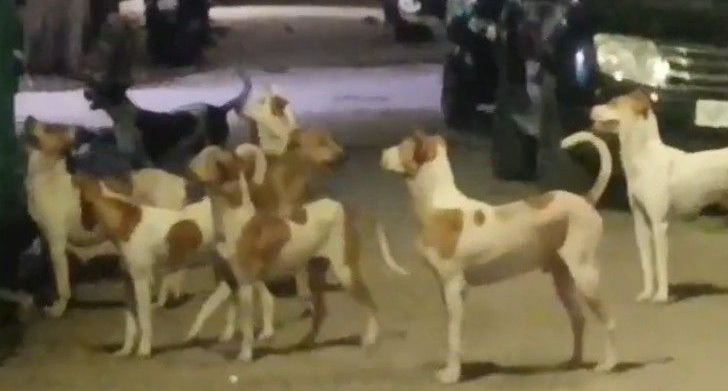आवारा कुत्तों ने 11 साल के बच्चे को नोचकर मार डाला, खेत में मिला खून से सना शव