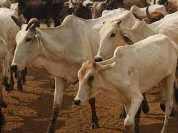 छुट्टा गोवंश की देखभाल हेतुु 50 करोड़ रूपये की धनराशि शासन ने स्वीकृत की