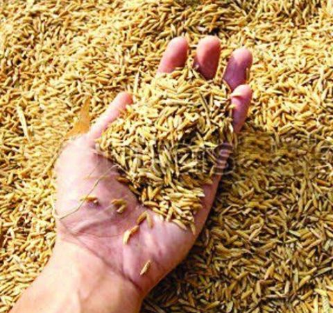 शासन ने दिया निर्देश : अब जिस तहसील में होगा खेत, वहीं बिकेगा धान