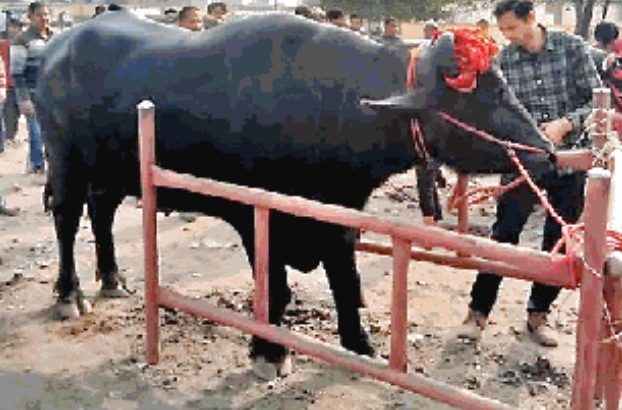 ढाई करोड़ का है बागपत का दमदार भैंसा दारा सिंह