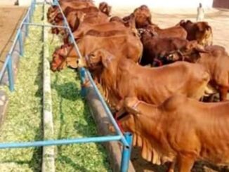 दुधारू पशुओं को भी चपेट में ले रहा वायरल बुखार, सहारनपुर में चार की मौत
