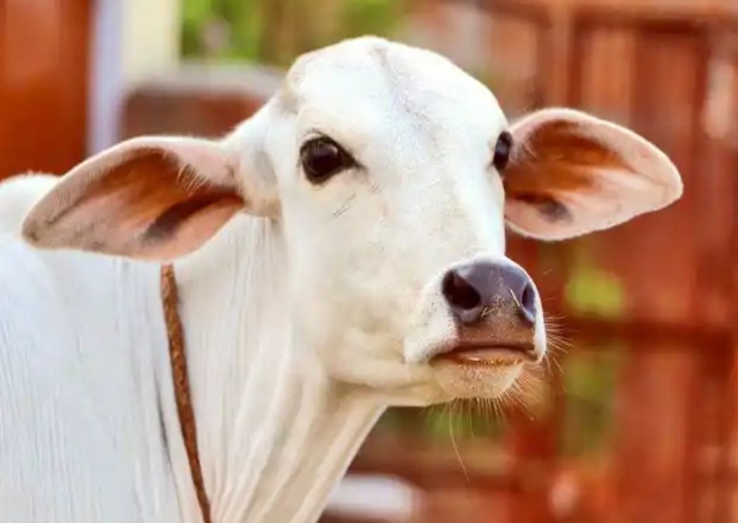 अजब गजब : गाय ने निगल ली सोने की चेन, सर्जरी कराकर निकलवाई