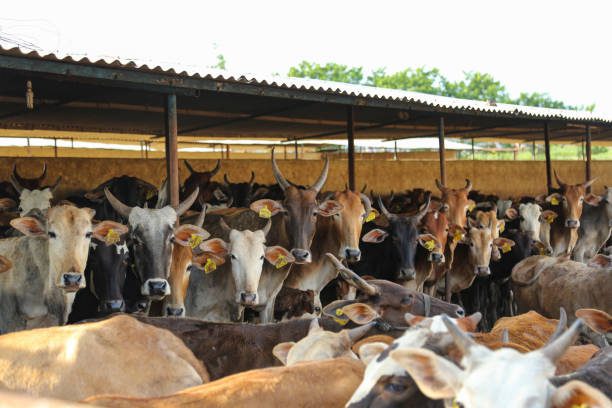 गोंडा- गो आश्रय स्थलों पर मिली अनियमितता, 15 ग्राम प्रधानों को नोटिस