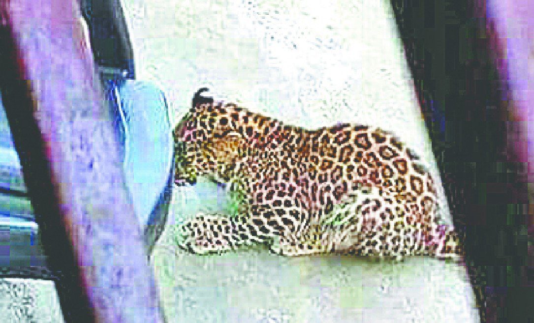 गुलदार ने महिला को मार डाला, पोते से मिलने आ रही थी कोटद्वार