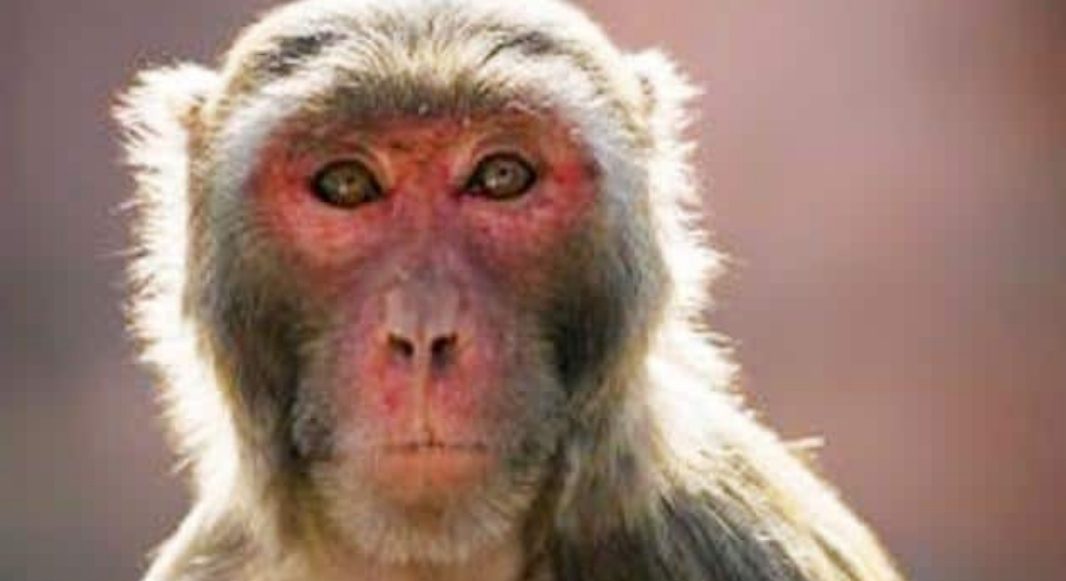 नदी किनारे खेल रही बच्ची को बंदरों ने नोंचकर मार डाला