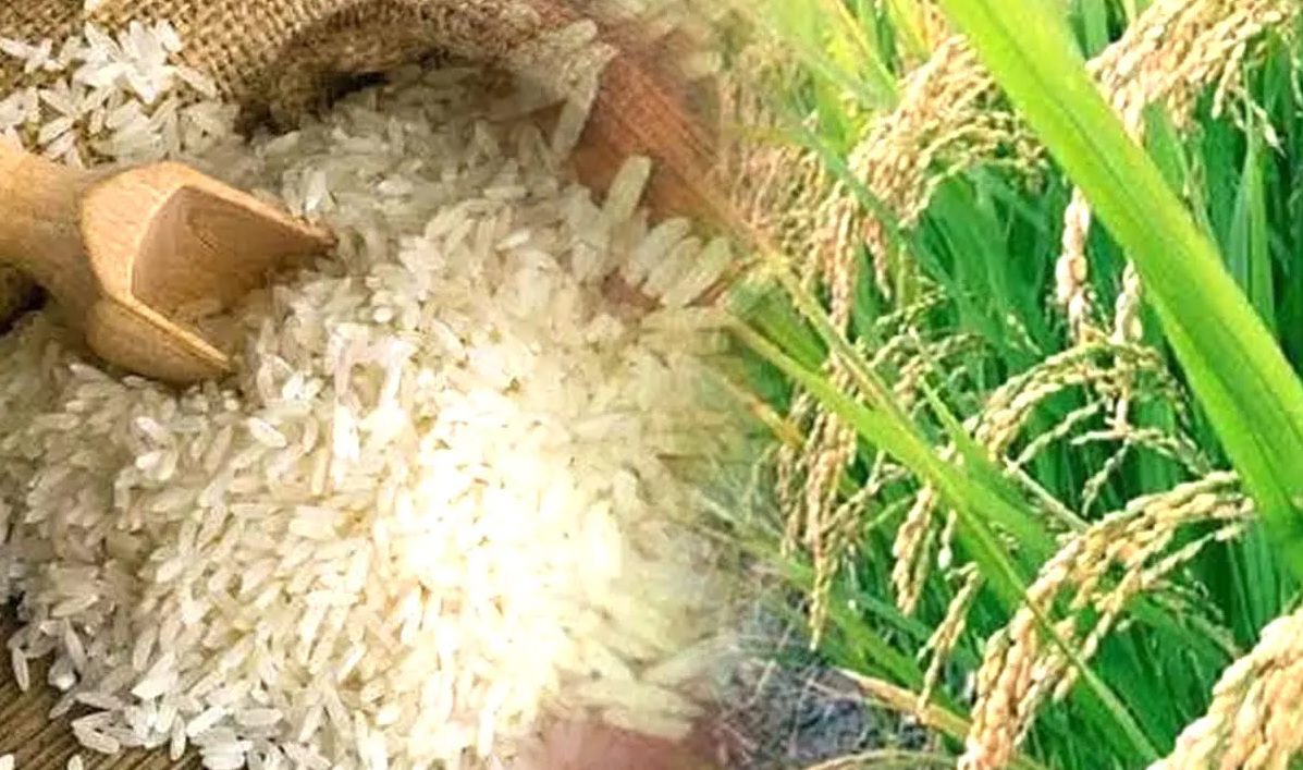 अब चीन खाएगा कानपुर का खास चावल, पहली बार हो रहा निर्यात