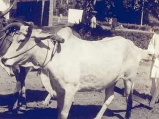 shastri ji