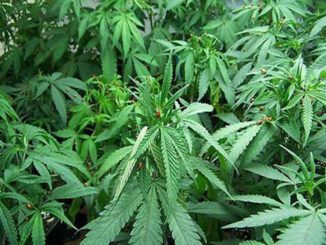 bhang ka paudha