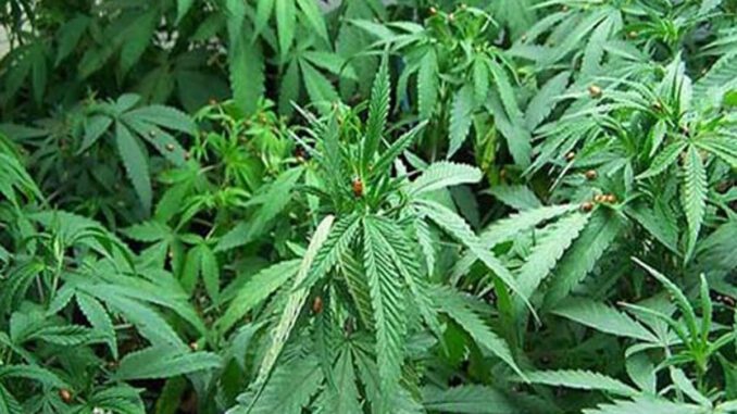 bhang ka paudha