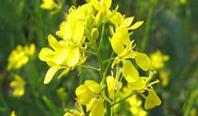 new breed of mustard