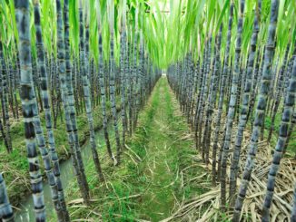suger cane