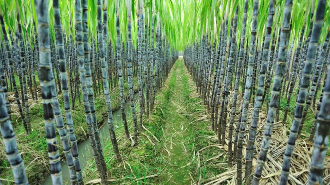 suger cane