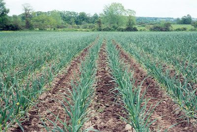 Garlic Farming