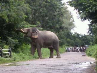 bijnore elephant