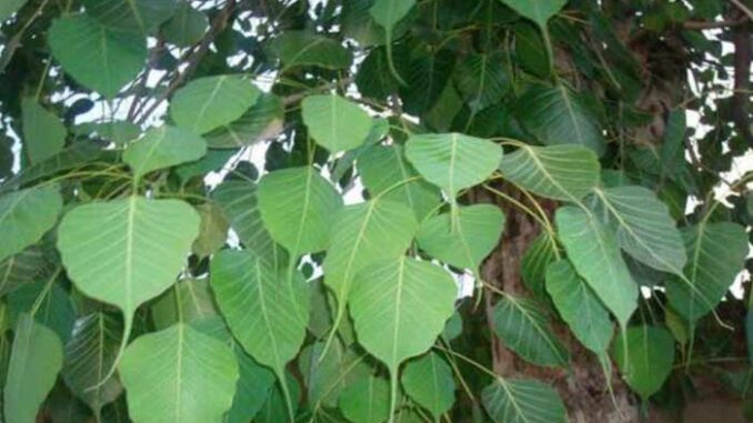leaf