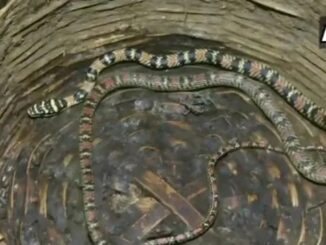 rare snake