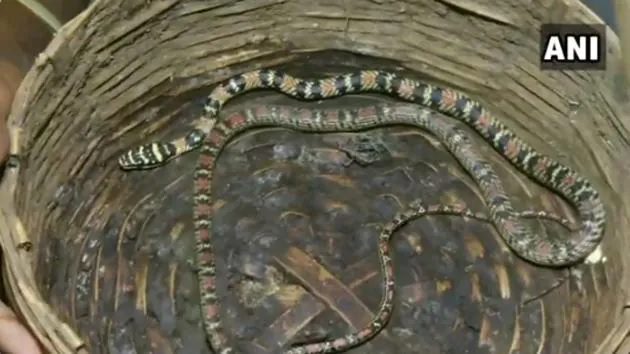 rare snake