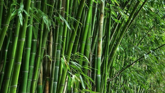 Bamboo cultivation