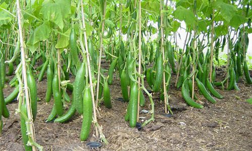 Cucumber Farming