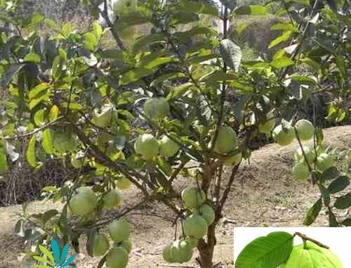 India guava