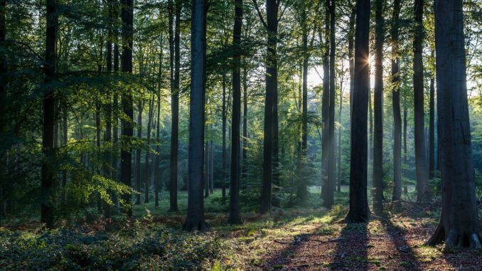 Forest