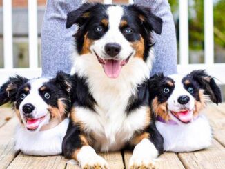 pet dog