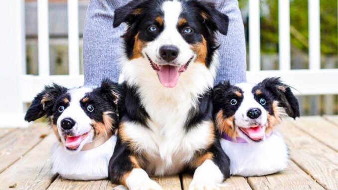 pet dog