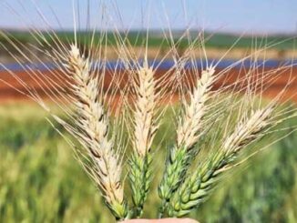 bad wheat case
