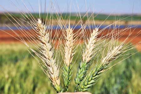 bad wheat case