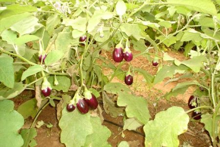 Brinjal Farming