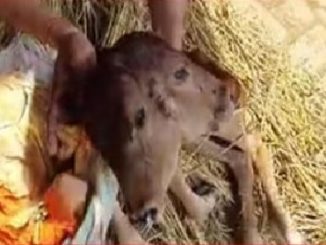 Two faced calf born in Bijnor