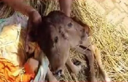 Two faced calf born in Bijnor