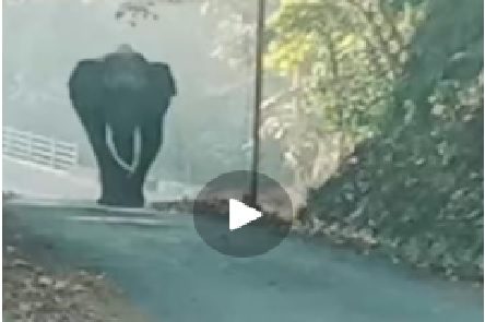 giant elephant