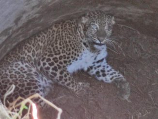 Leopard fell into the well