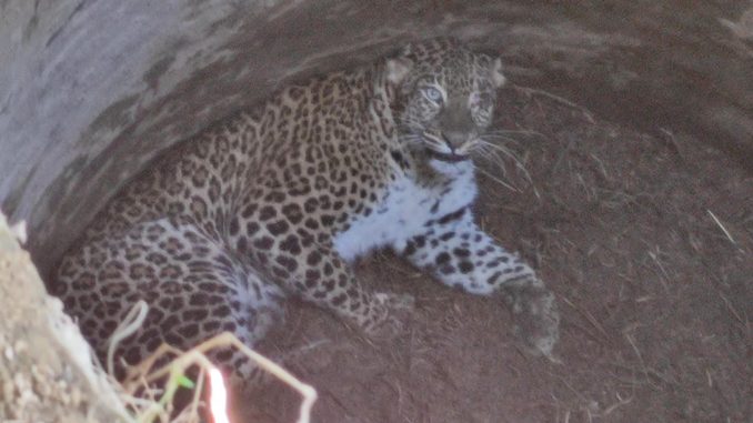 Leopard fell into the well