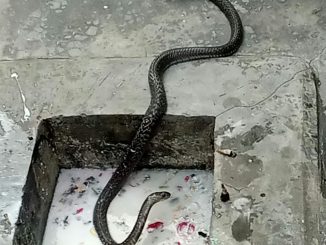 Black snake found in Ravidas temple