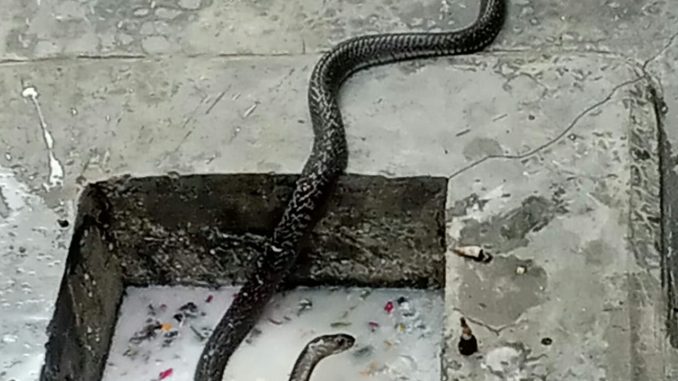 Black snake found in Ravidas temple
