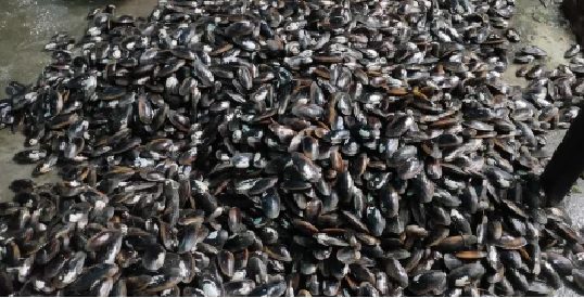 pearl farming_ghamasaana news