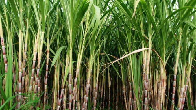 120 quintals of sugarcane in one bigha
