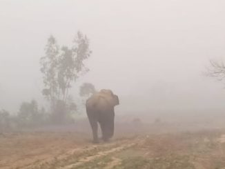 elephant_ghamasaana news