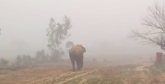 elephant_ghamasaana news