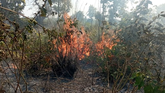 Fierce fire broke out in Harewali
