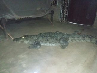 crocodile reached near the cot