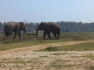 War of elephant