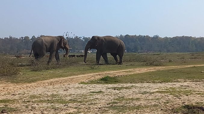 War of elephant