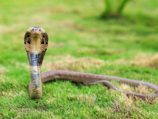 dangerous snake