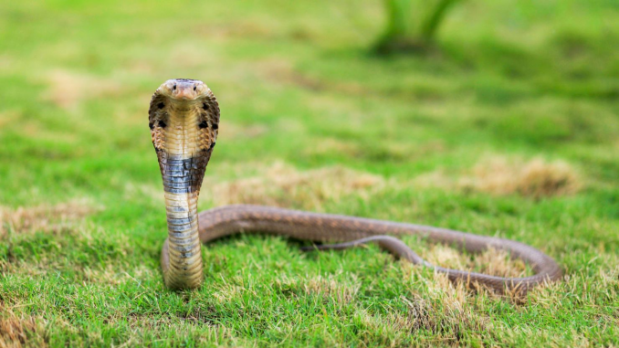 dangerous snake