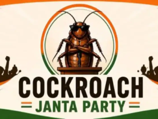 cocroach
