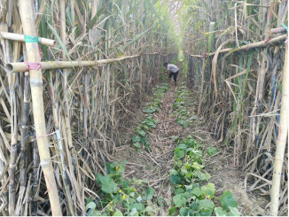 meerut agriculture news