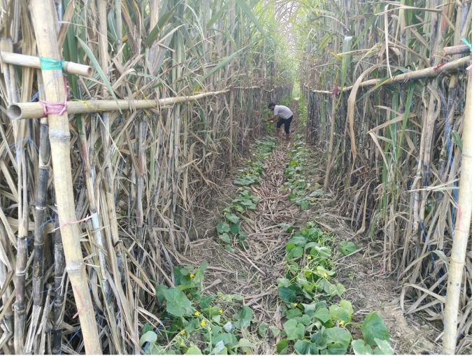 meerut agriculture news